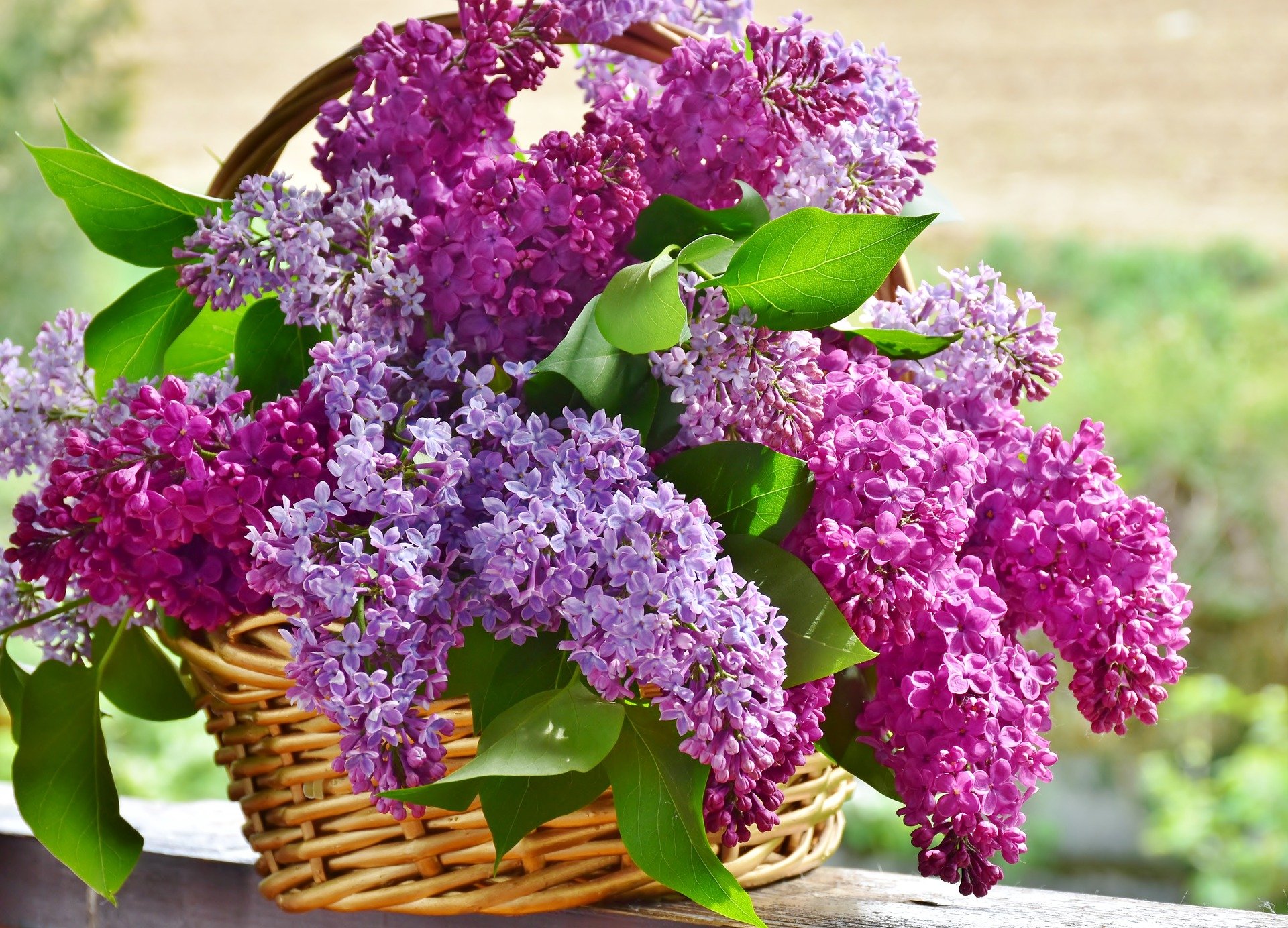 A basket filled with lilac blooms in two shades | Photo: Pixabay/RitaE