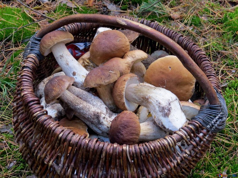 Cesta con hongos-Imagen tomada de Torange Biz Cesta con hongos-Imagen tomada de Torange Biz