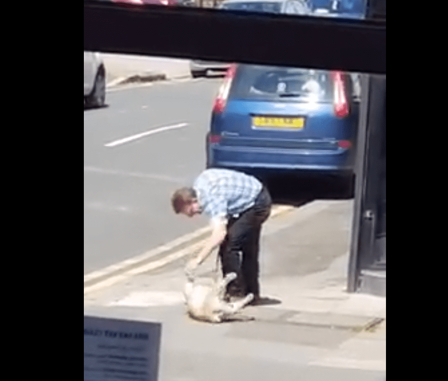 El hombre pacientemente intenta levantar al animal || Fuente: Facebook/Firulais 502
