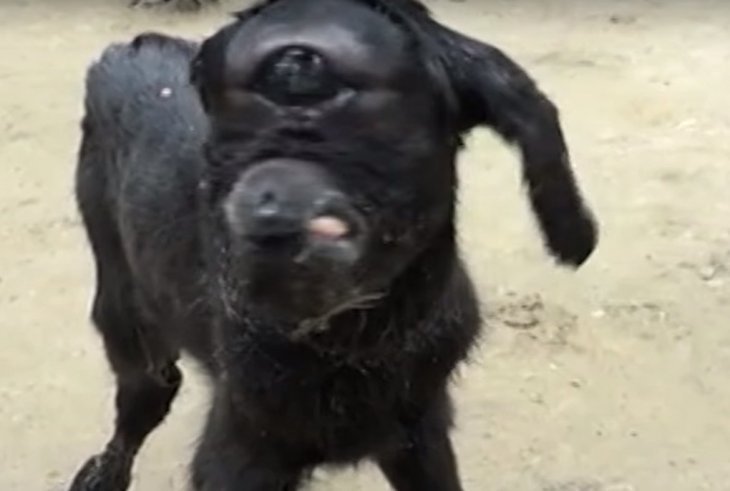 Source : YouTube Barcroft Animals