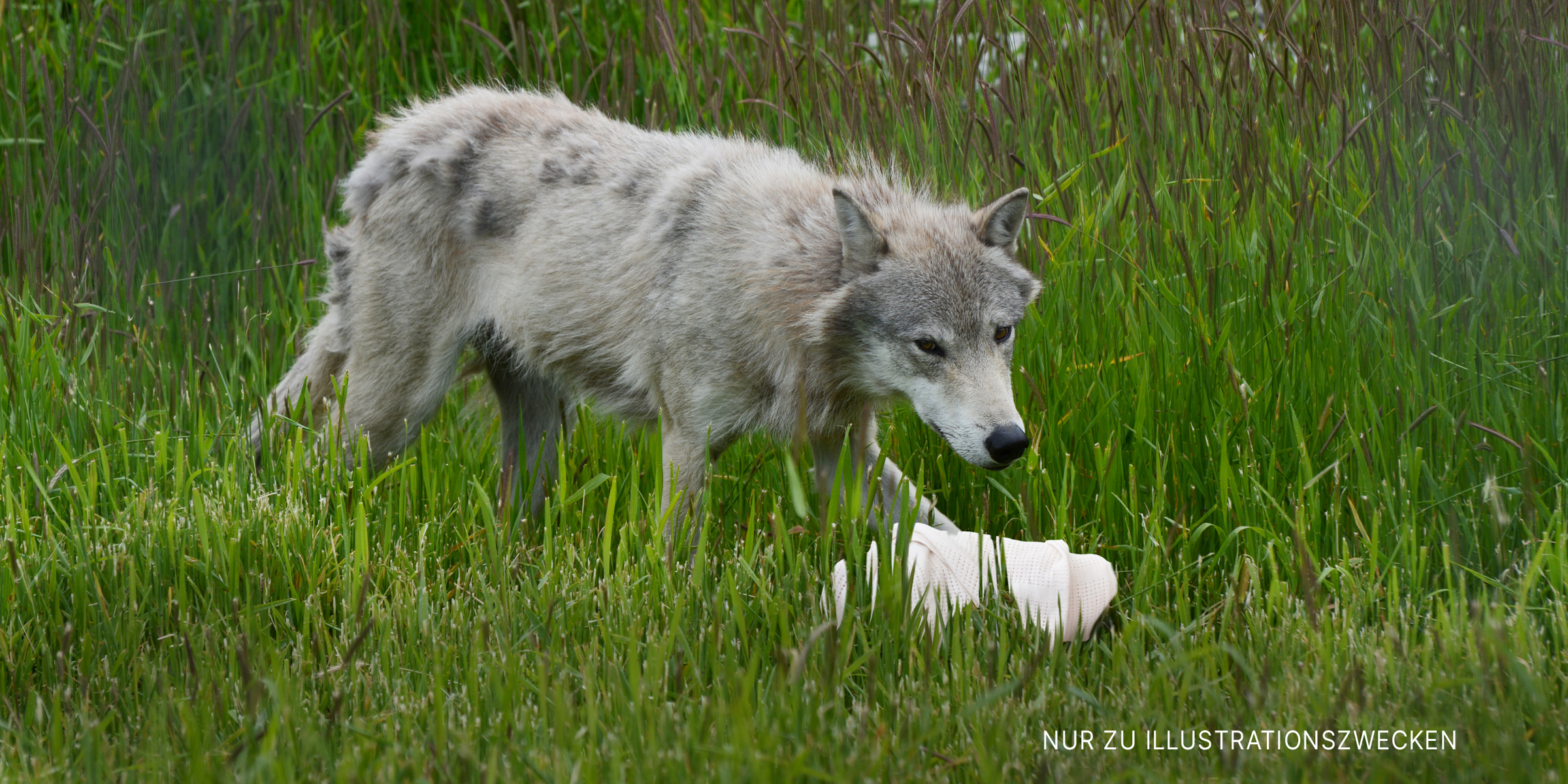 Ein weißer Wolf steht über einem gewickelten Baby | Quelle: Flickr / generalising (CC BY-SA 2.0) Shutterstock