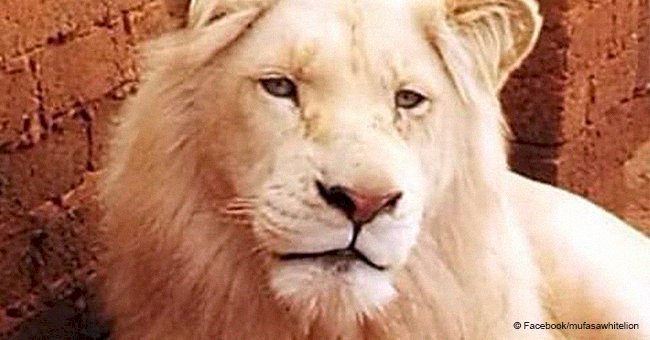 Rare white lion getting sold to be shot as a trophy