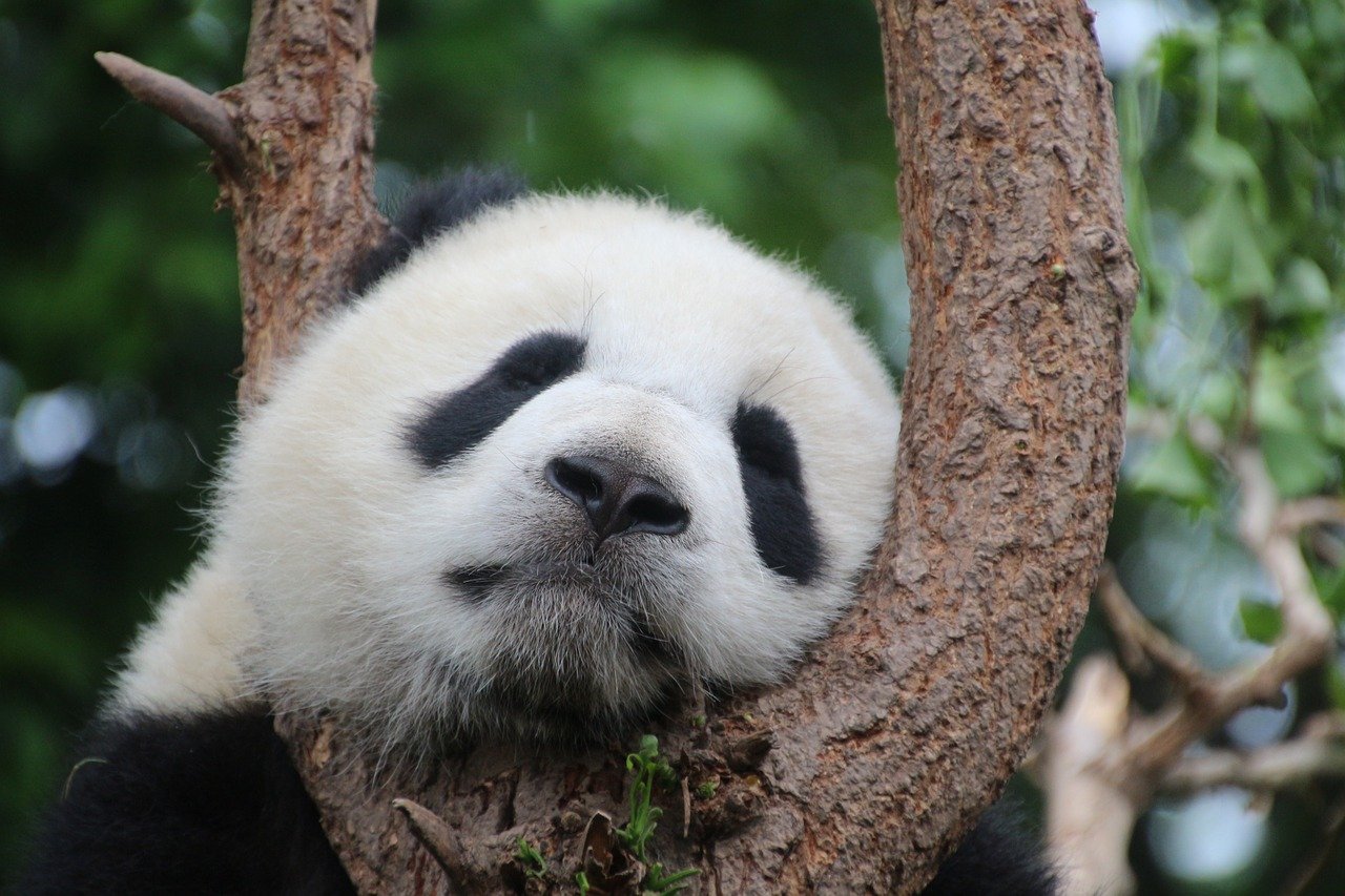 Imagen de un panda.| Foto: Pixabay/Cimberley
