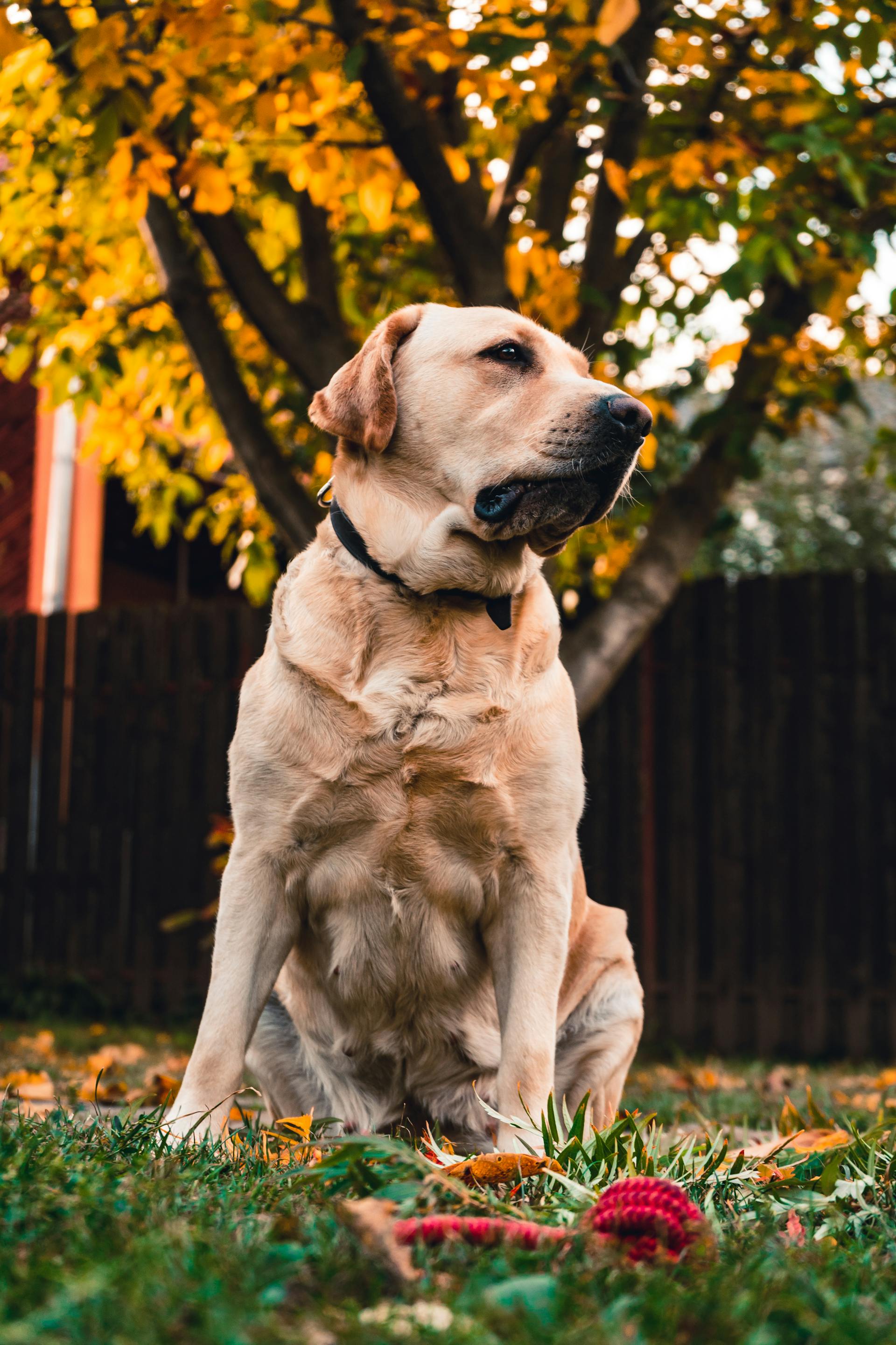 A dog sitting on grass | Source: Pexels