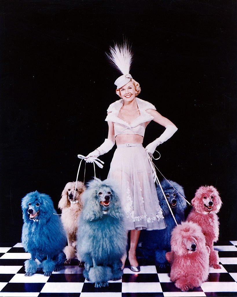 Doris Day poses with an array of multi-colored poodles in 1952 | Photo: Getty Images