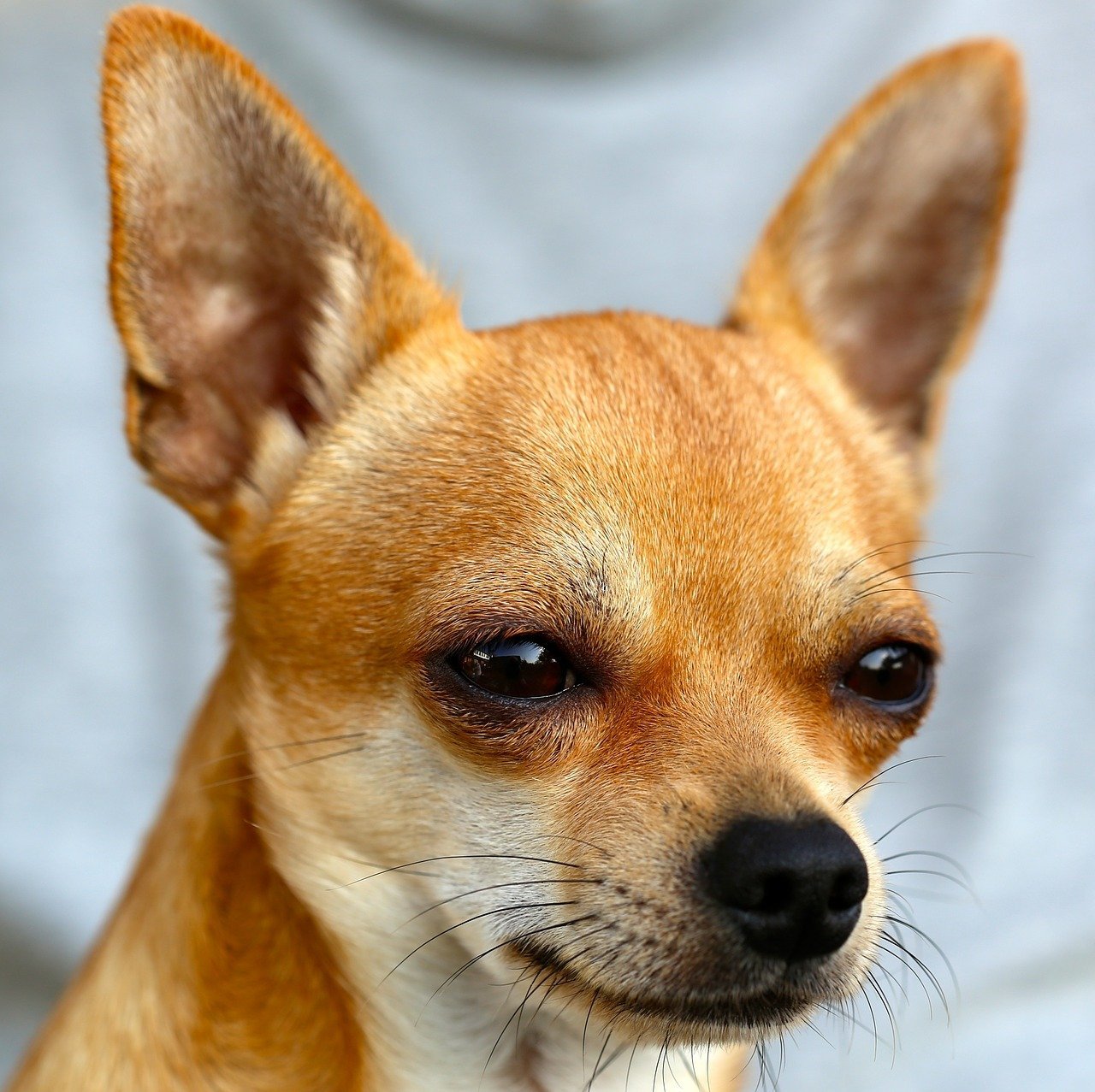 Nahaufnahme eines Chihuahuas mit aufgestellten Ohren und einem misstrauischen Gesichtsausdruck | Quelle: Pixabay/a-mblomma