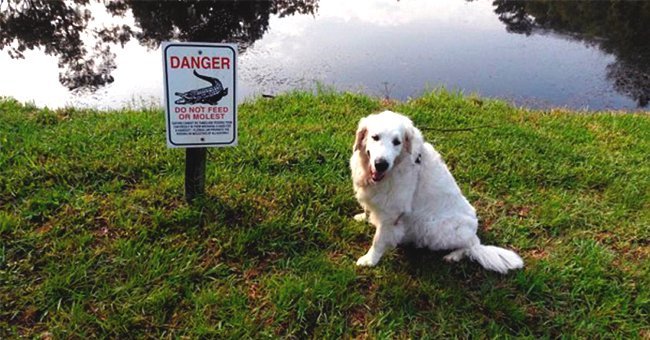 Osi the dog next to a sign warning people about alligators | Photo: ABC Action News