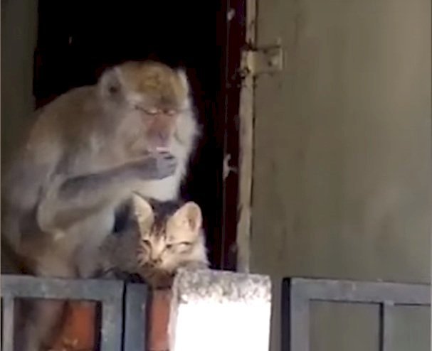 Source: YouTube/Viral Press Source: YouTube/Viral Press