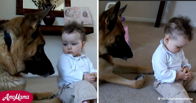 Here's how a great big German Shepherd reacts when a toddler steals his treat (video)