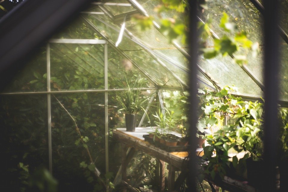 Plantas en hibernadero / Imagen tomada de: Pixabay