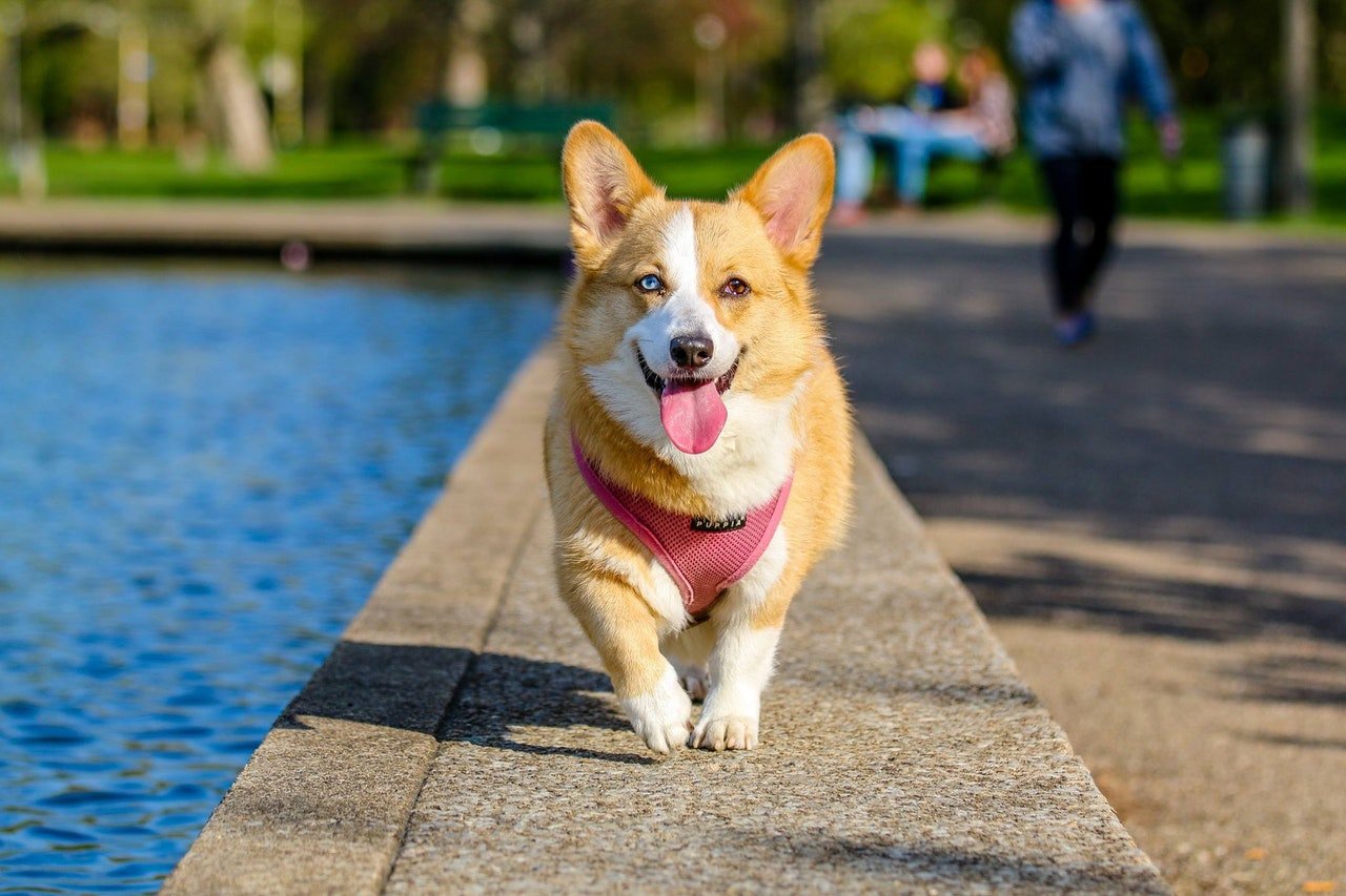 Photo of a dog on the field | Photo: Pexels