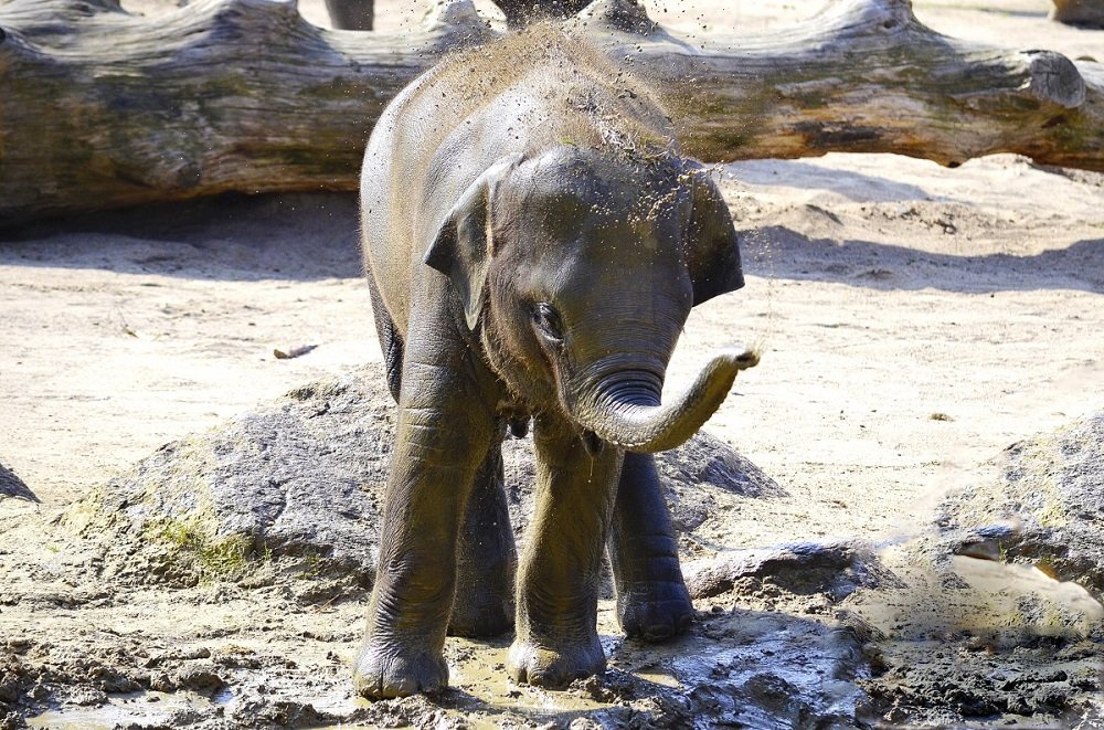Bébé Elefante | Photo : Pixabay Bébé Elefante | Photo : Pixabay
