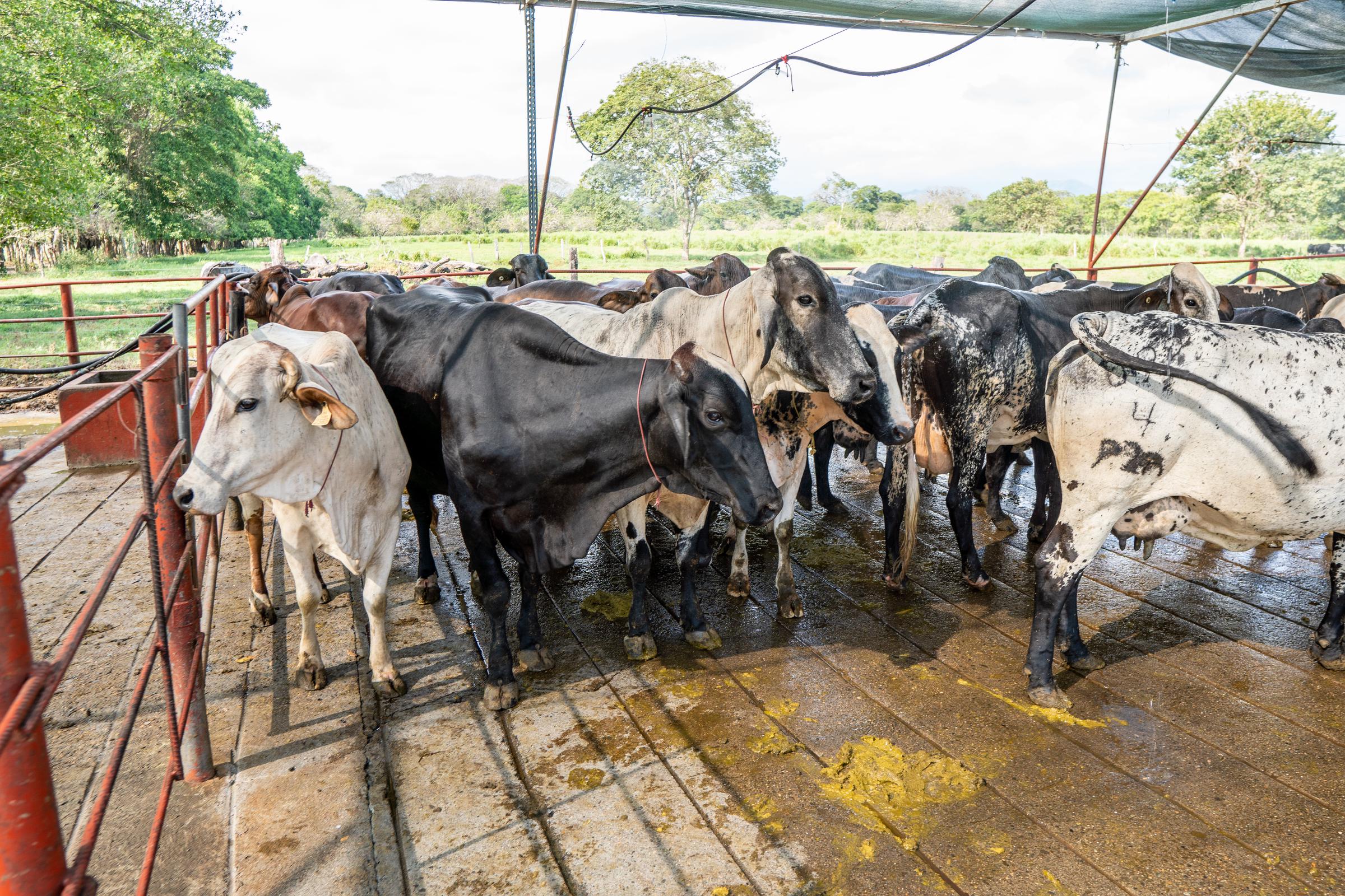 A cattle ranch in Panama in 2024. | Source: Getty Images