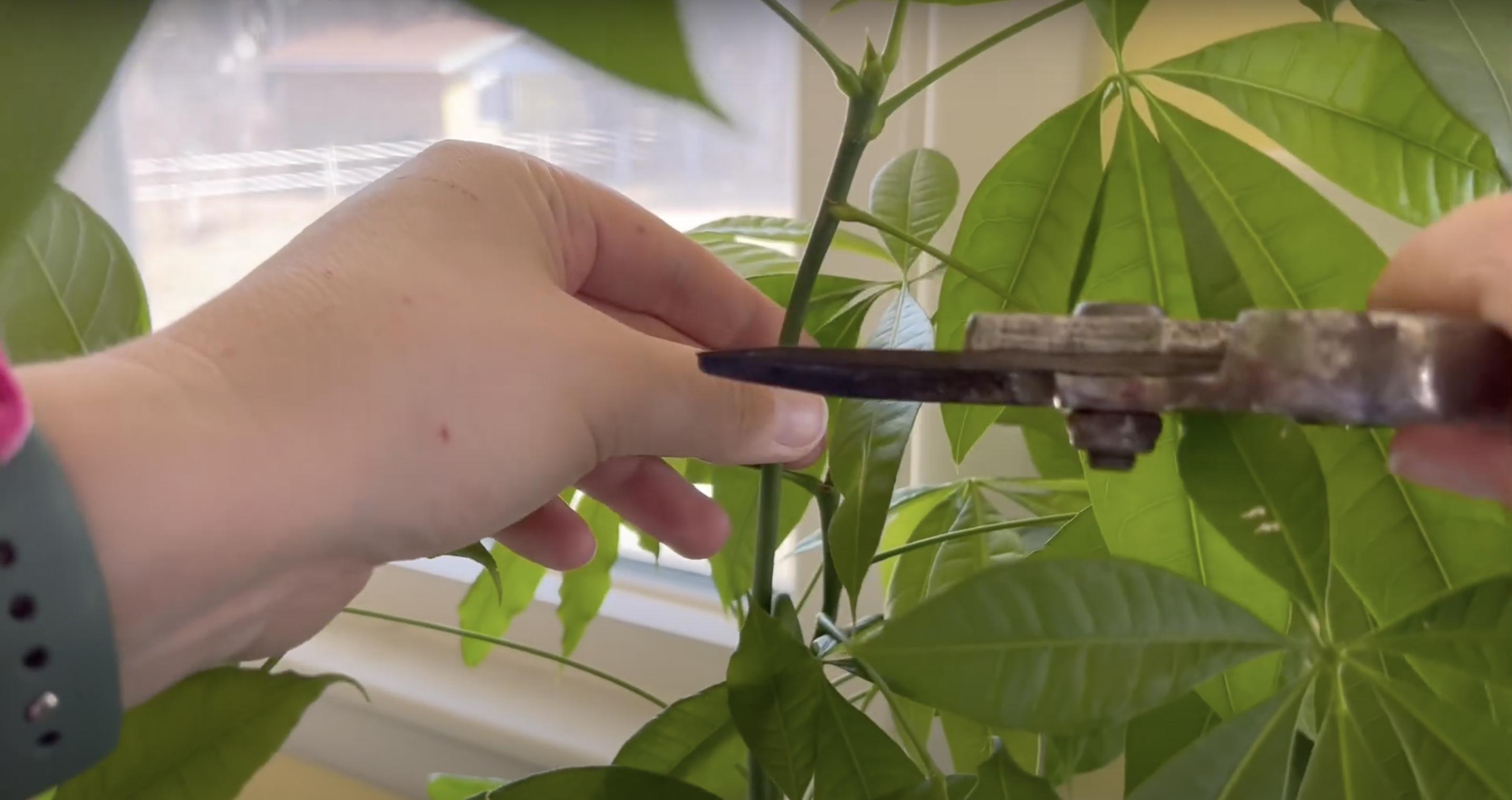 A person pruning their money tree | Source: YouTube/Renata's Garden