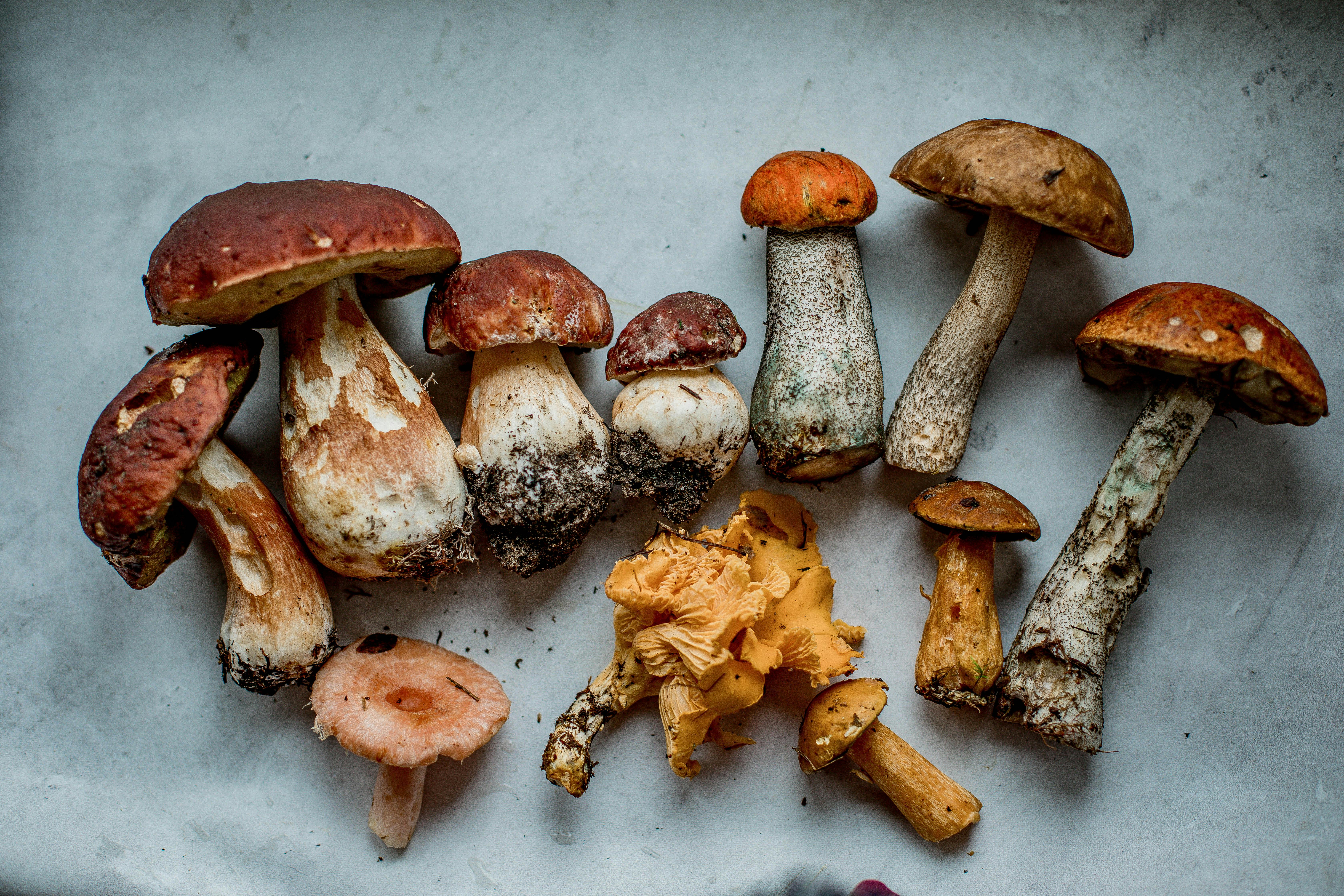 A variety of mushrooms on display. | Source: Pexels