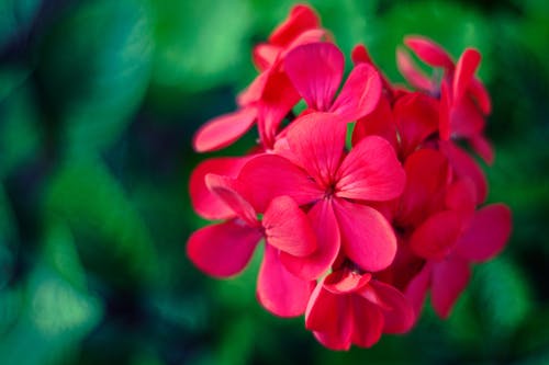 A pink colored Geranium | Photo: Pixabay