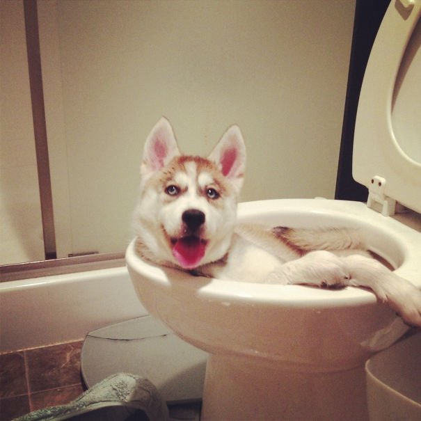 Chien / Source : Reddit / Kona_Dlite Chien / Source : Reddit / Kona_Dlite