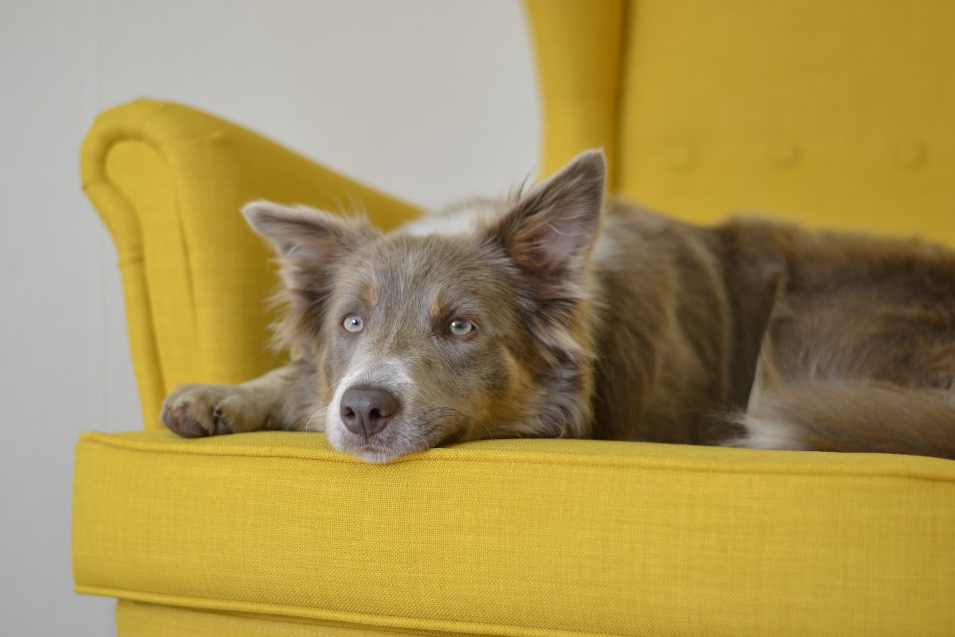 A portrait of a dog lying on a yellow couch | Photo: Unsplash