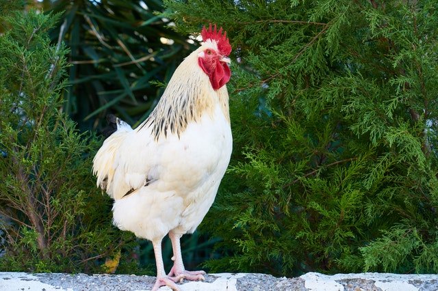 Un coq blanc | Photo : Pexels.