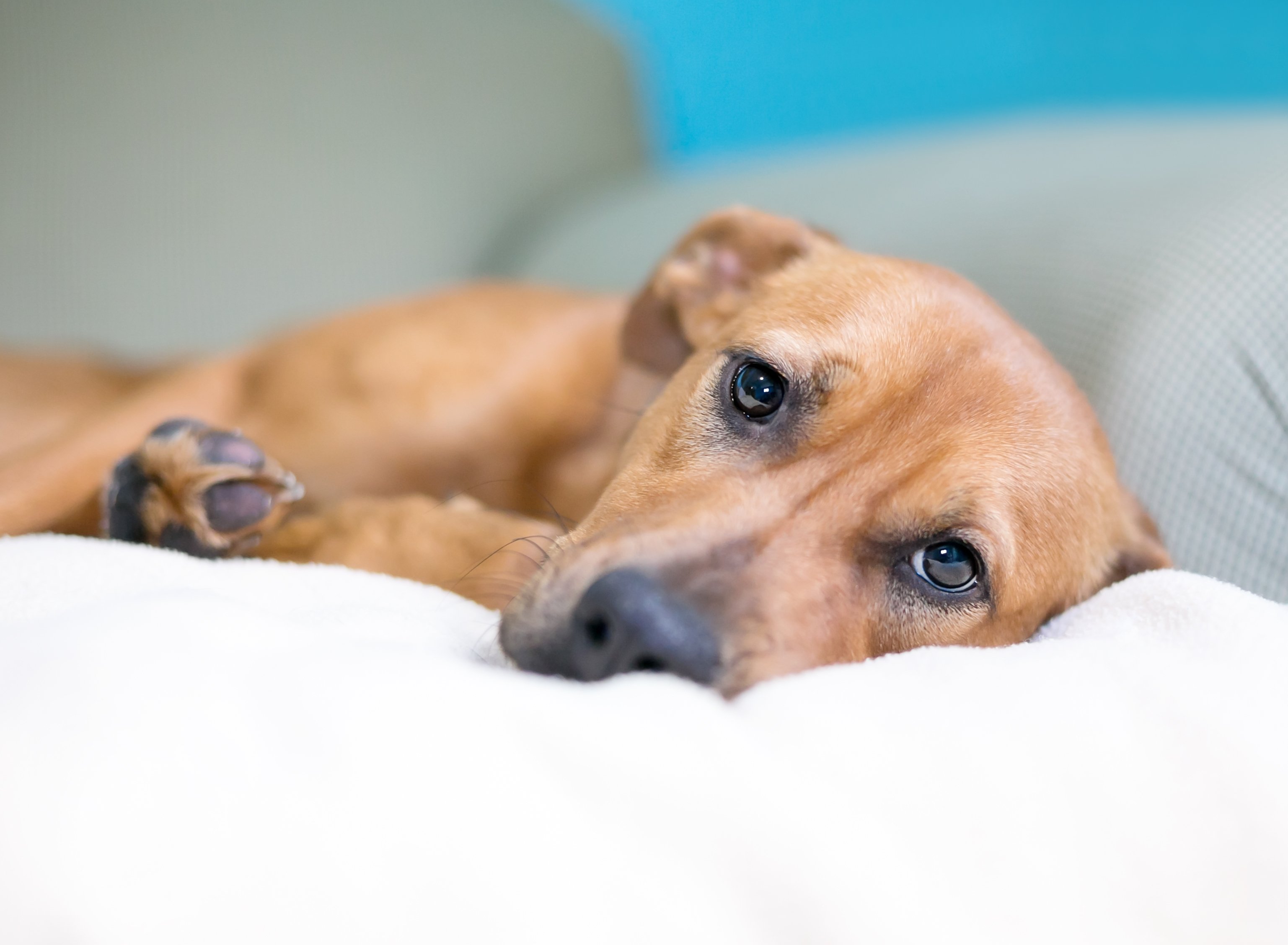 A dog with a sad expression lying on a couch | Photo: Shutterstock/Mary Swift 