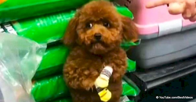 Owner shames cute poodle wearing yellow gloves, and the dog’s guilty reaction goes viral