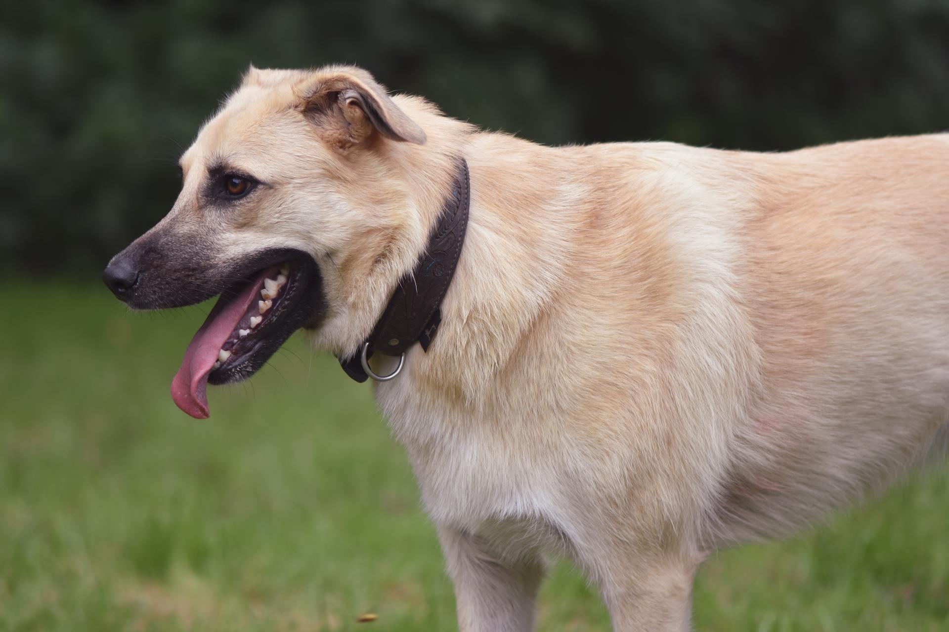 A dog standing outdoors | Source: Pexels