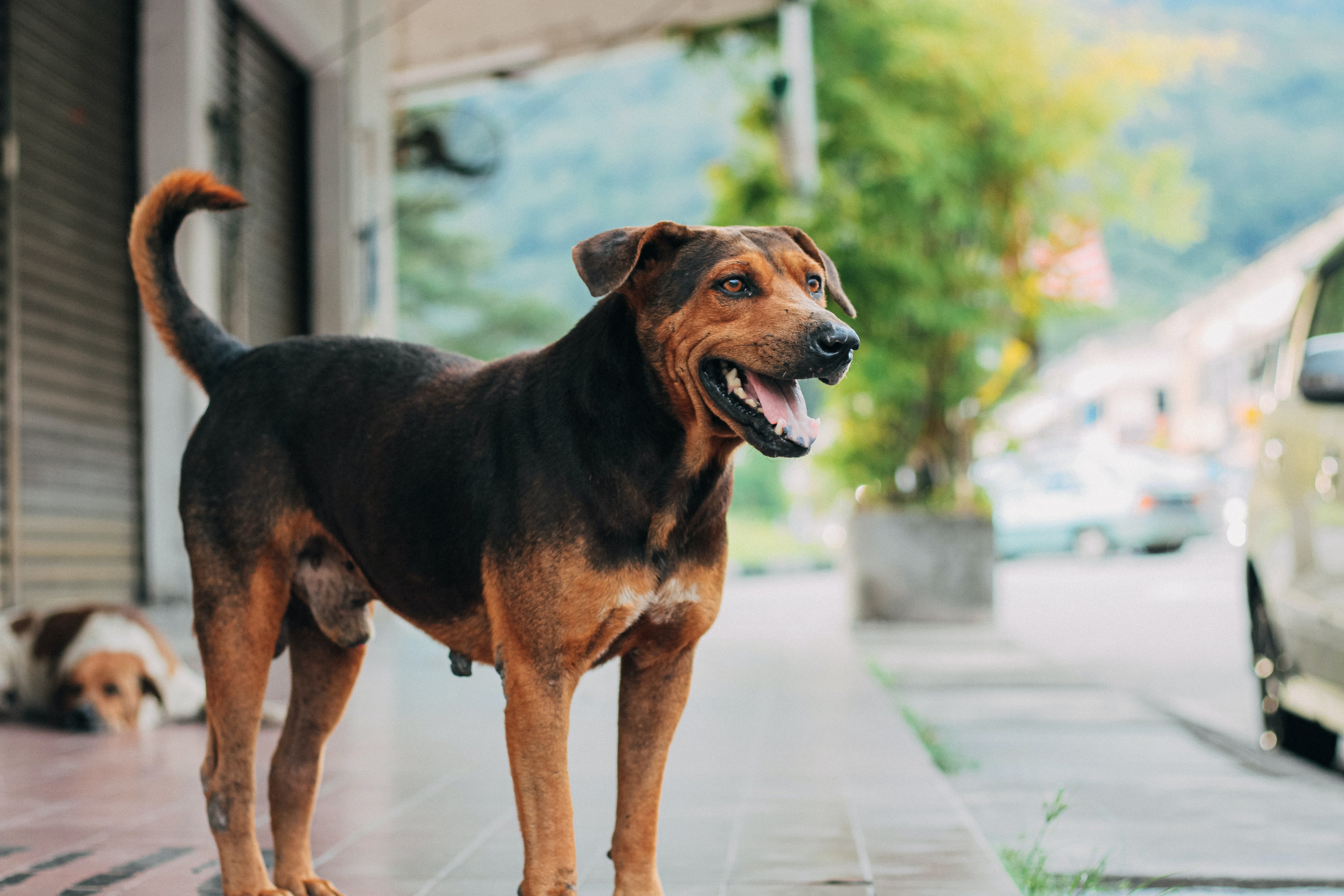 Rocky waited for Andrew to come so he could take him to George. | Photo: Pexels