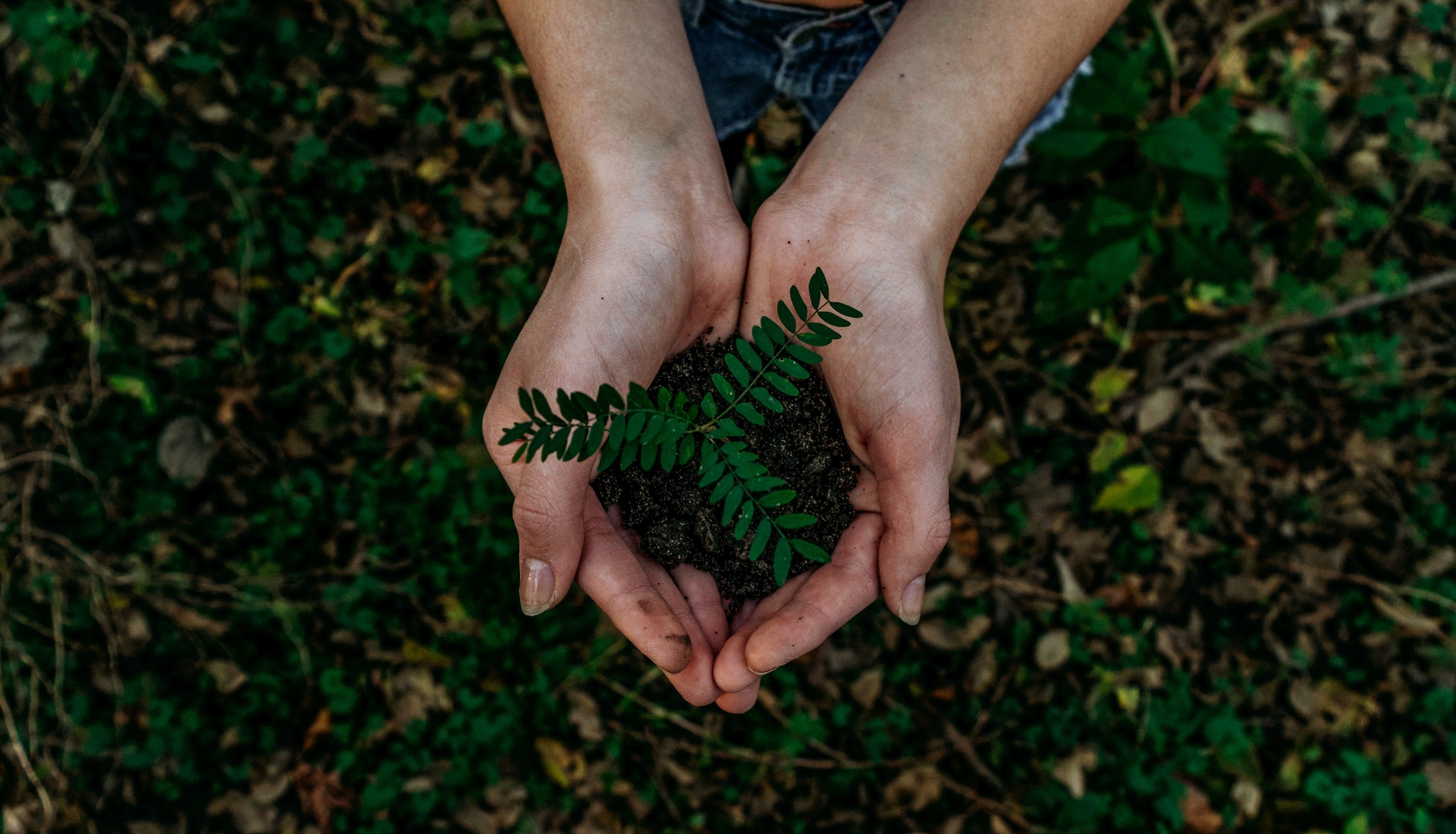 In exchange for Frank's water, the people planted trees. | Source: Unsplash
