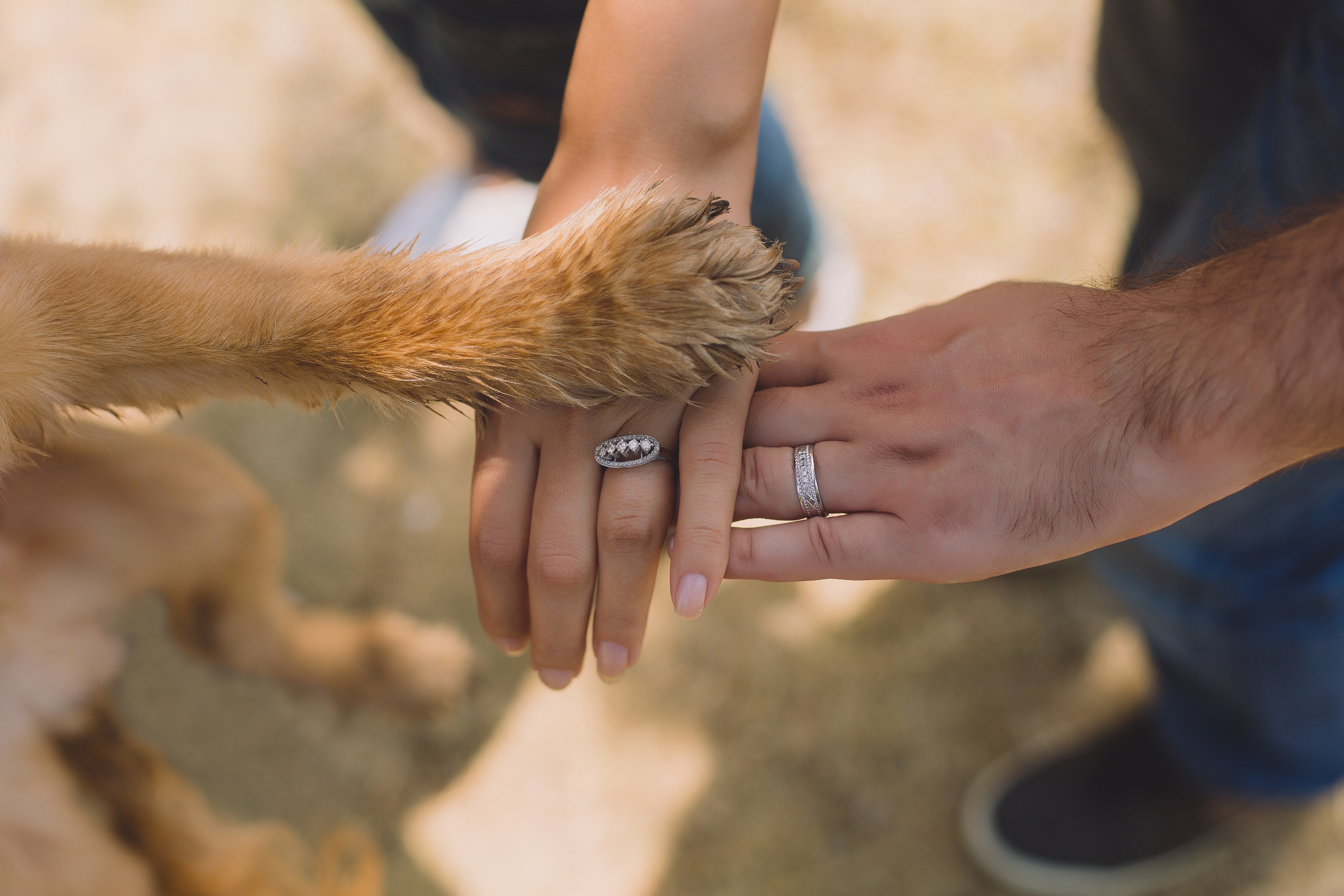 A dog's paw on top of a couple's hands | Source: Pexels.com