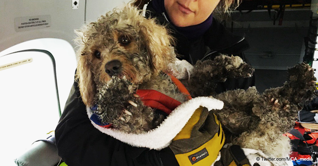 Perrito es rescatado de risco de 60 metros en la nieve tras helicóptero verlo por casualidad