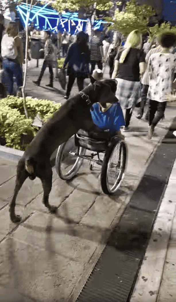 Treuer Hund ist am glücklichsten, wenn er einen menschlichen Freund in