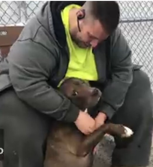 Al final, Robert Allison adoptó a la pitbull. | Foto: Facebook/Animal Care Center of NYC