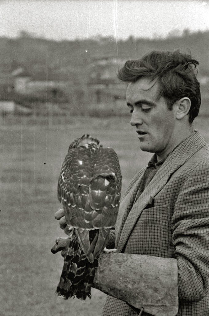 Félix Rodríguez de la Fuente también entrenaba halcones. | Foto: Wikimedia Commons Félix Rodríguez de la Fuente también entrenaba halcones. | Foto: Wikimedia Commons