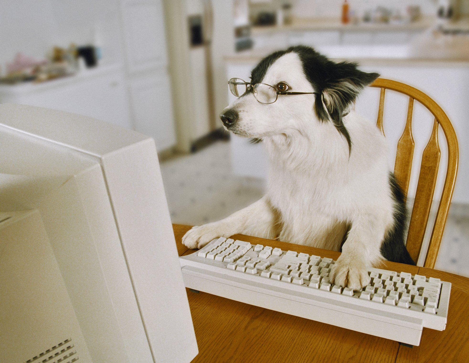 Hund mit Brille sitzt an einem Computer | Quelle: Getty Images