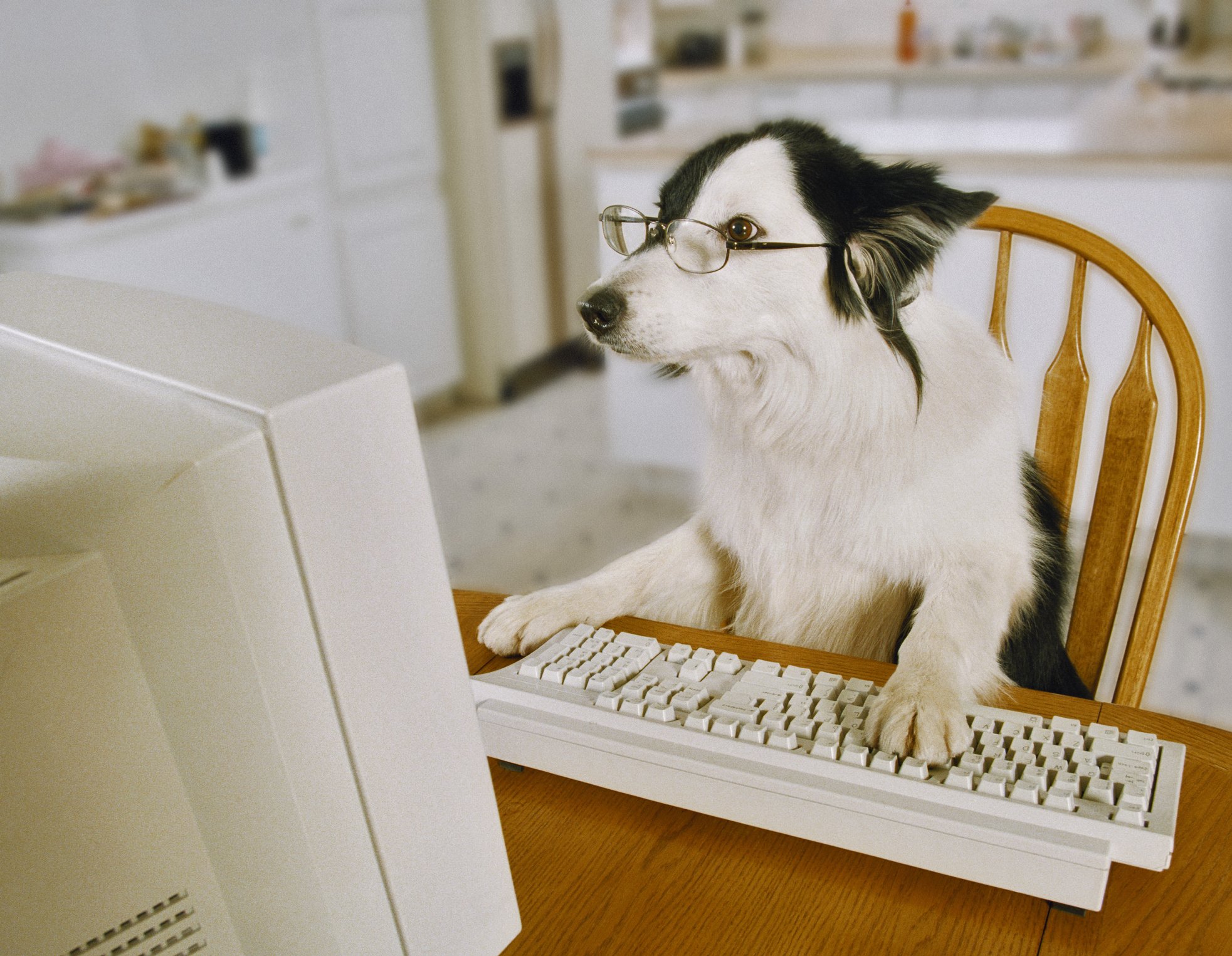 Border Collie wearing glasses sitting at a table with his paw on a keyboard. | Photo: Getty Images