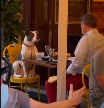 Der Mann mit seinem Hund, den Gemma in einem Restaurant gesichtet hat. | Quelle: Tiktok.com/@gemmsauce