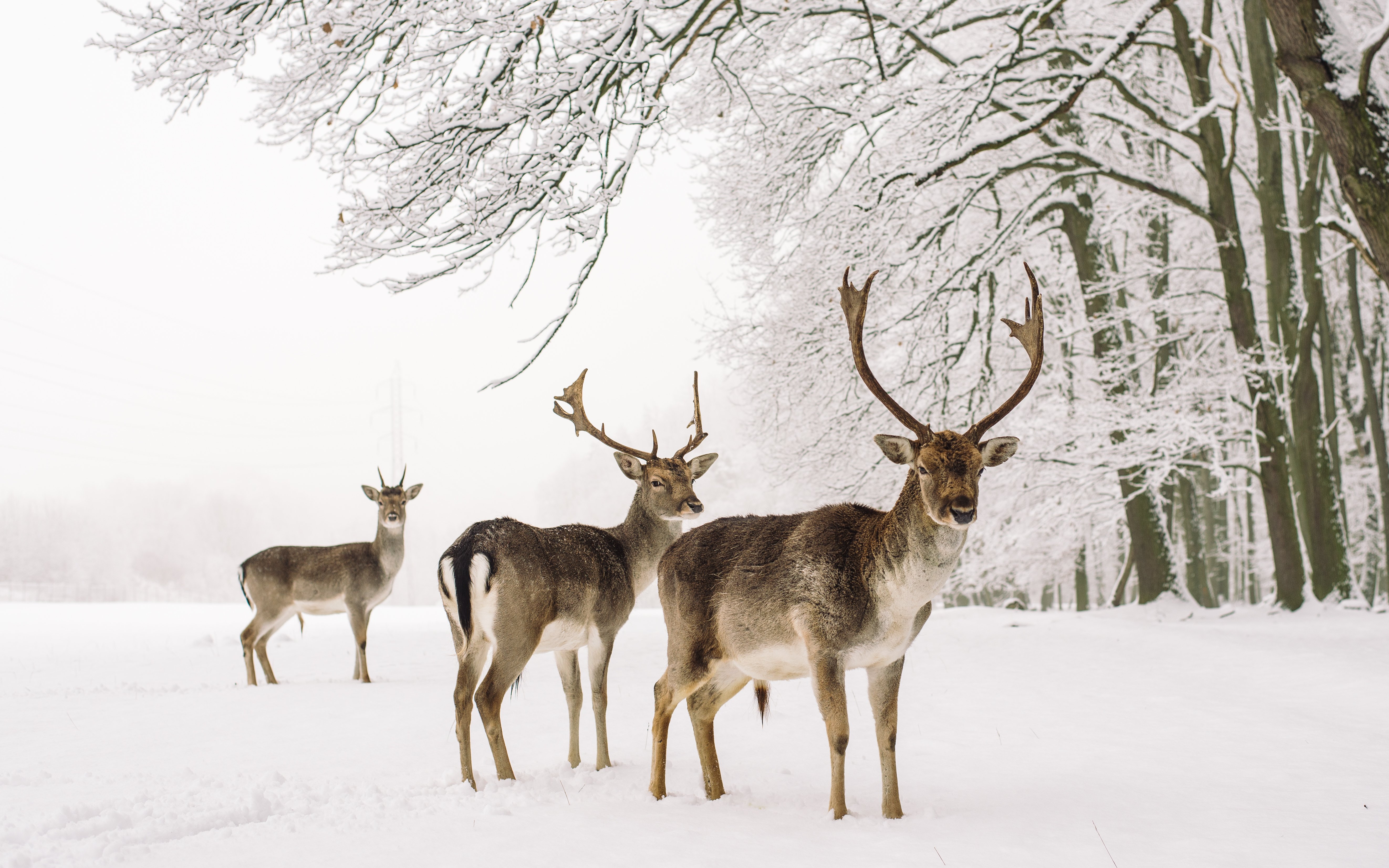Some deer stand in the snow | Photo: Shutterstock Some deer stand in the snow | Photo: Shutterstock