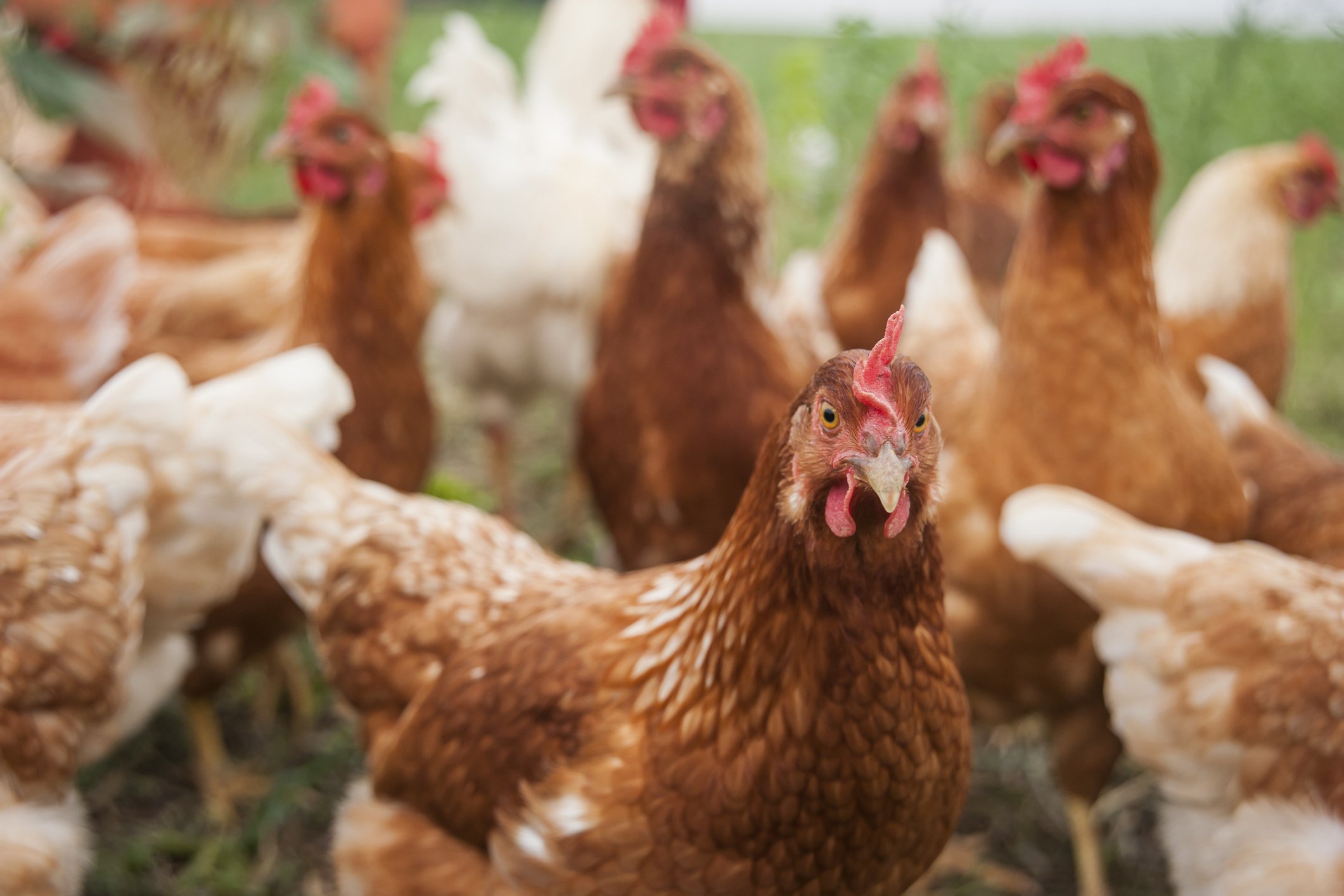 Porträtfoto von einigen lebenden Hühnern auf dem Bauernhof. | Quelle: Getty Images