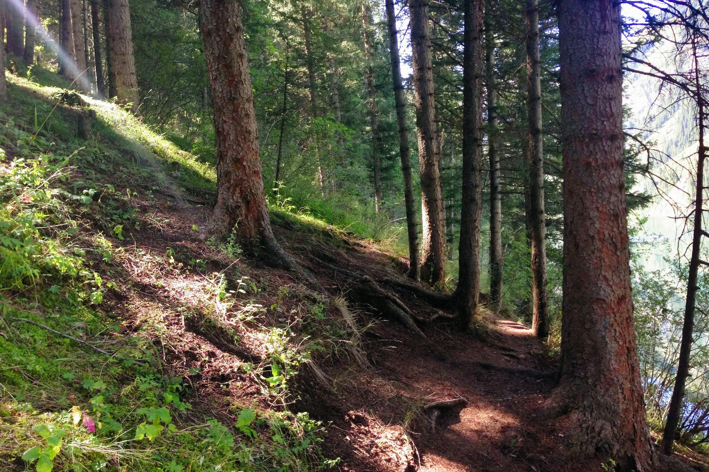 Sunlit forest trail | Source: Pexels