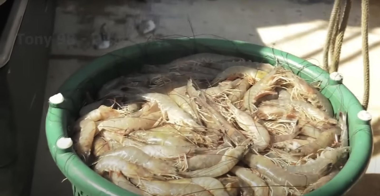 A close-up of a bucket of shrimp. | Source: YouTube/Tony 98 - Discovery