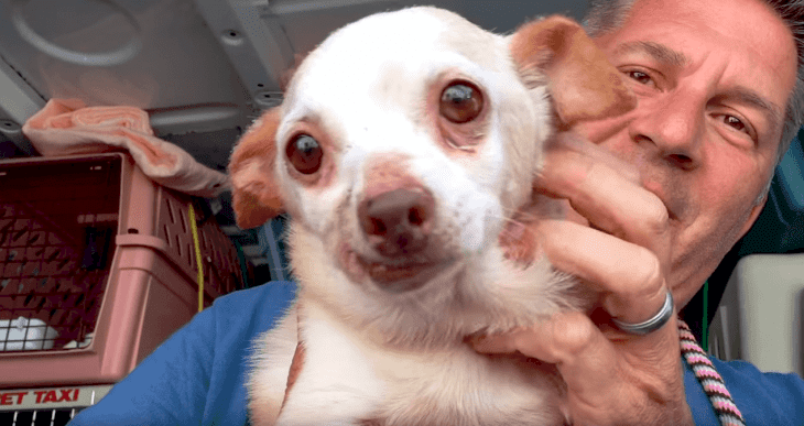 Source : Youtube / National Mill Dog Rescue Source : Youtube / National Mill Dog Rescue