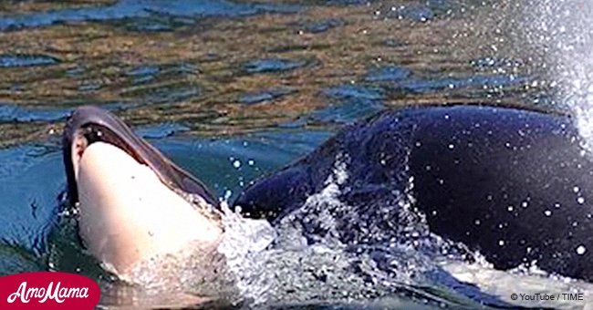 Orca mom mourns calf's death by carrying the body for more than week