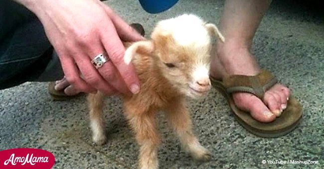 Baby goat jumps all over the place. Make sure to watch it till the end