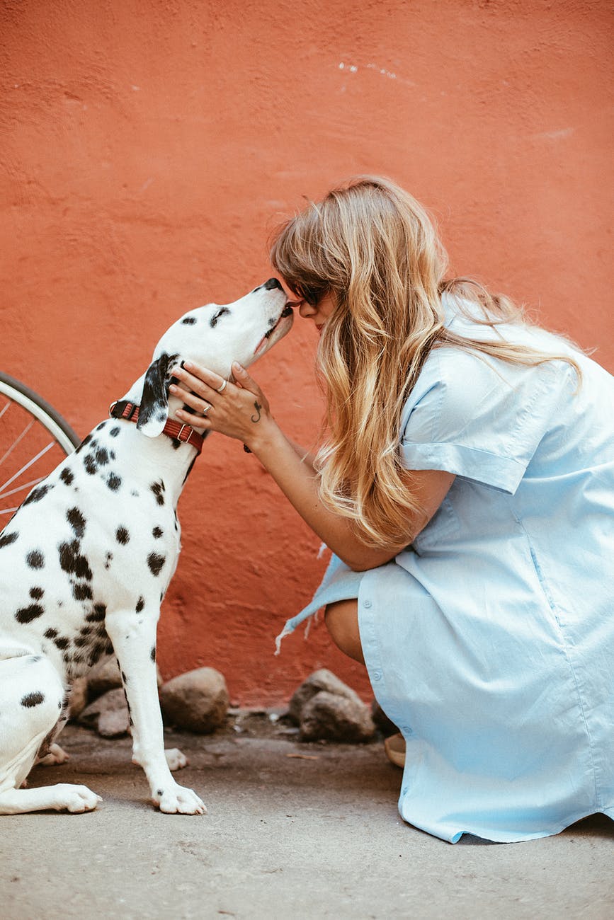 A canine visitor | Source: Pexels