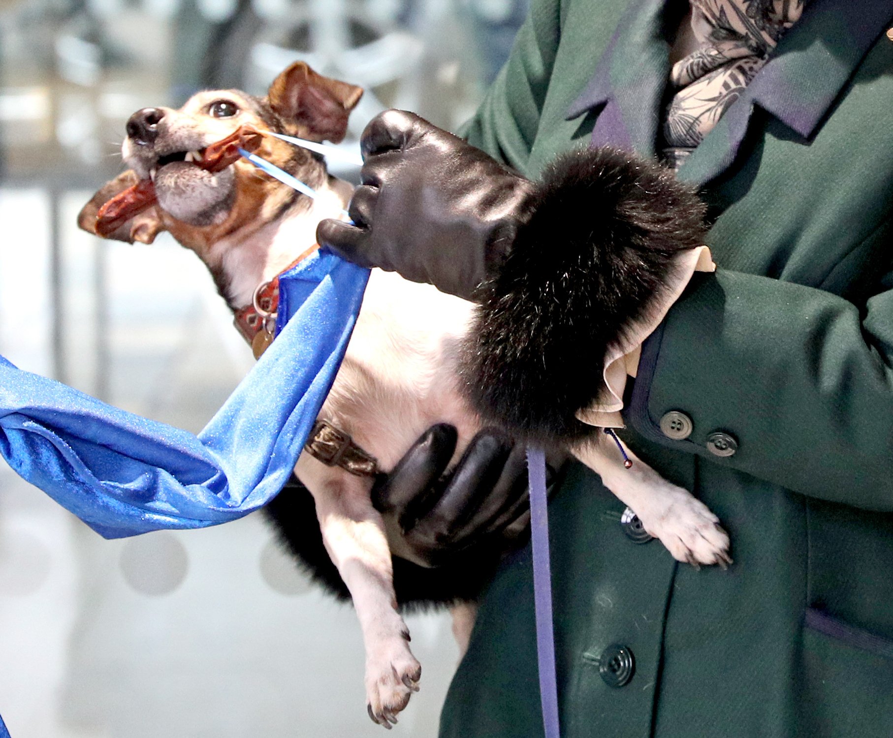 Beth, the rescue dog of Camilla, Queen Consort, snatched a sausage during the unveiling of a plaque for a new kennel at the Battersea Dogs and Cats Home on December 9, 2020, in Windsor, United Kingdom. | Source: Getty Images