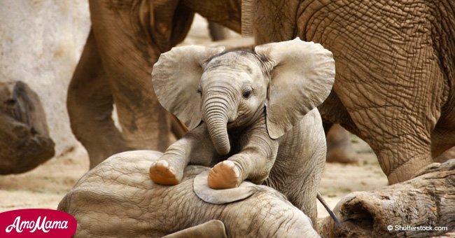 Nearly 90 elephants found dead near a famous wildlife sanctuary