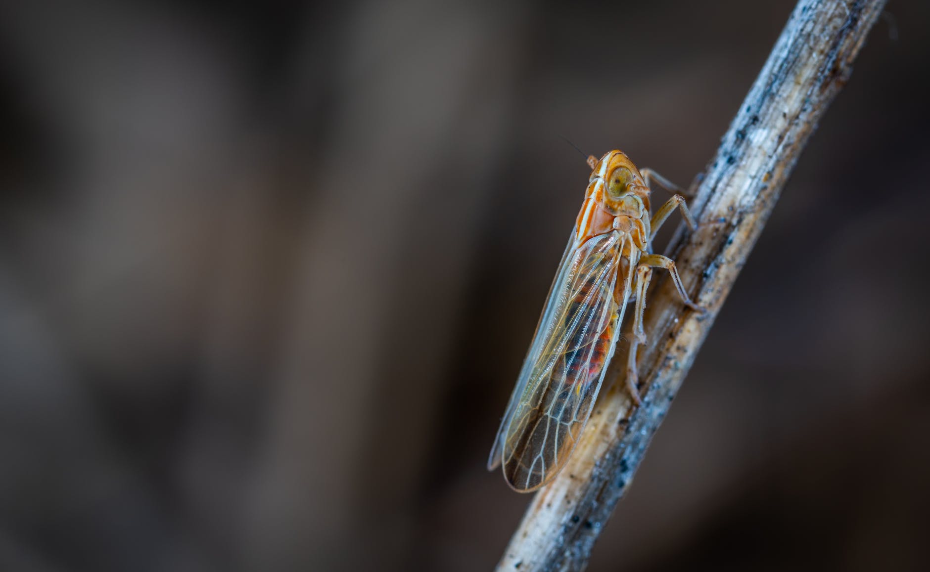 Brown cicada on a stick. | Pexels/ Egor Kamelev