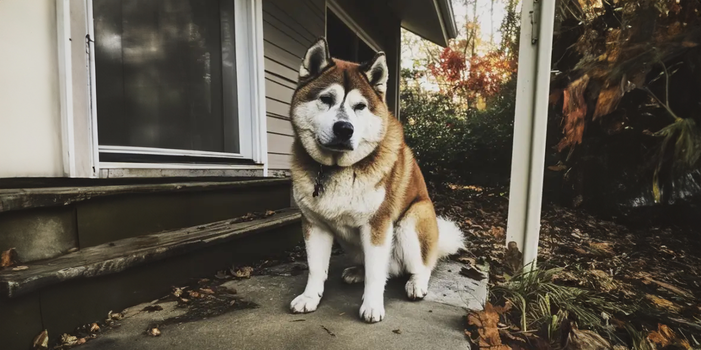 A dog sitting outside a house | Source: 