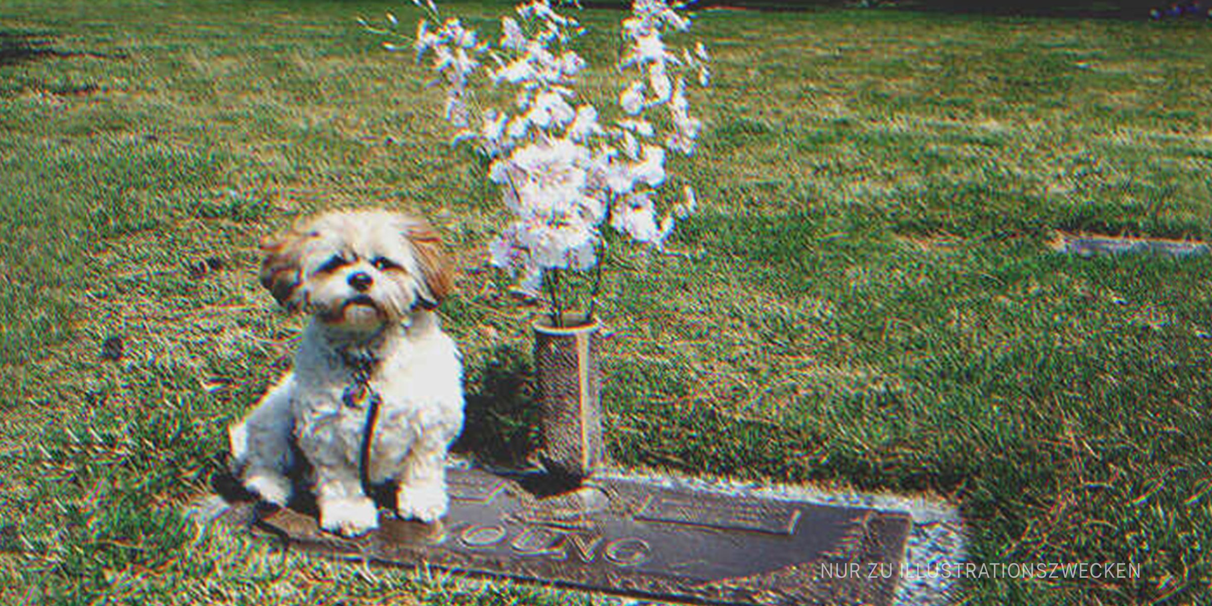 Ein Hund, der auf einem Grab sitzt. | Quelle: Flickr / justthismoment (CC BY 2.0)