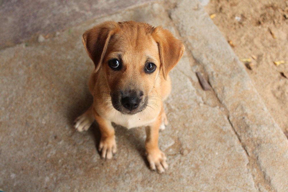 Perro cachorro mestizo, mirando a la cámara. | Foto: Shutterstock.